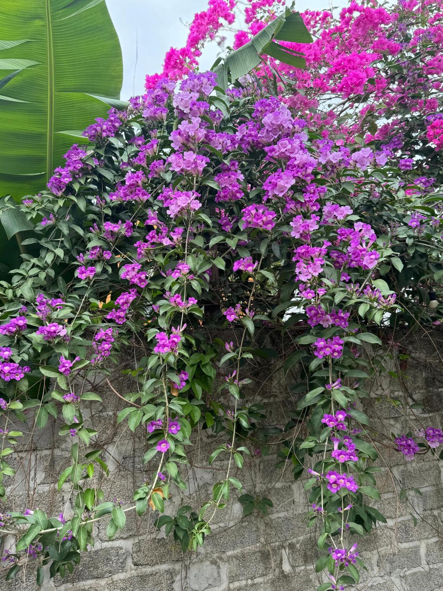 Rosa Garden Ξενοδοχείο Νιν Μπιν Εξωτερικό φωτογραφία